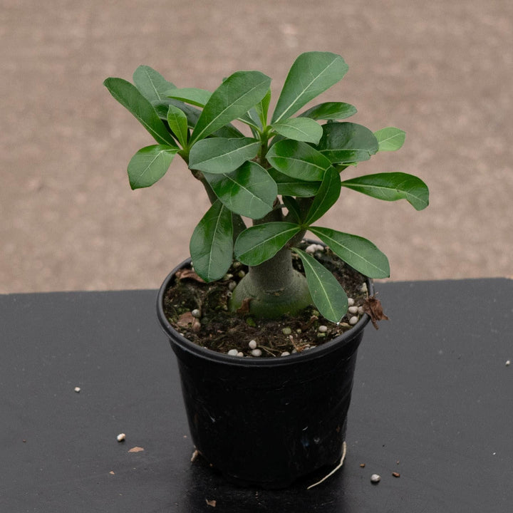 Gabriella Plants Adenium 4" Adenium obesum Growers Choice "Desert Rose"