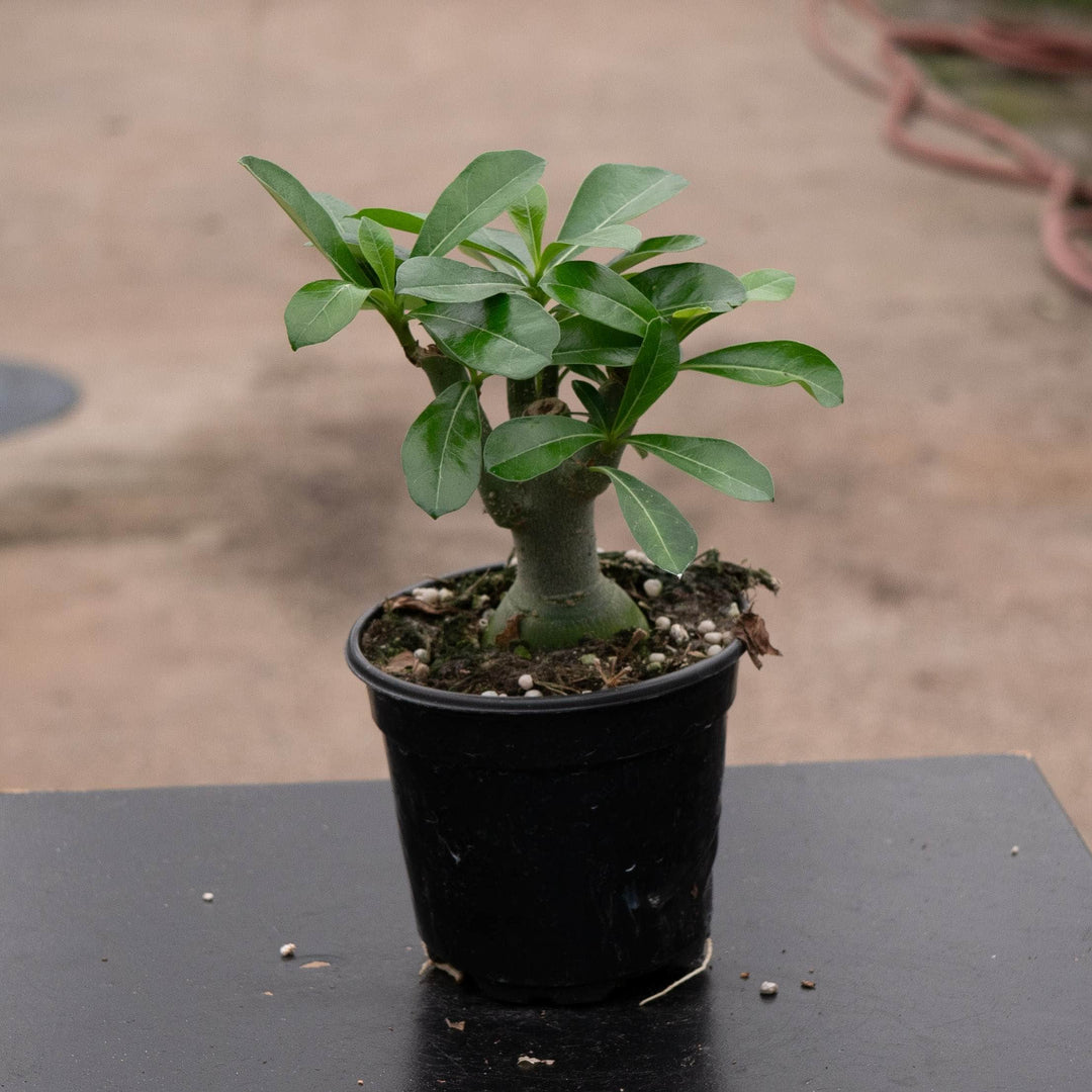 Gabriella Plants Adenium 4" Adenium obesum Growers Choice "Desert Rose"