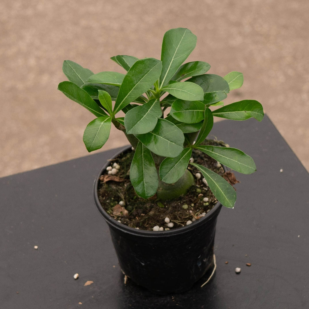Gabriella Plants Adenium 4" Adenium obesum Growers Choice "Desert Rose"