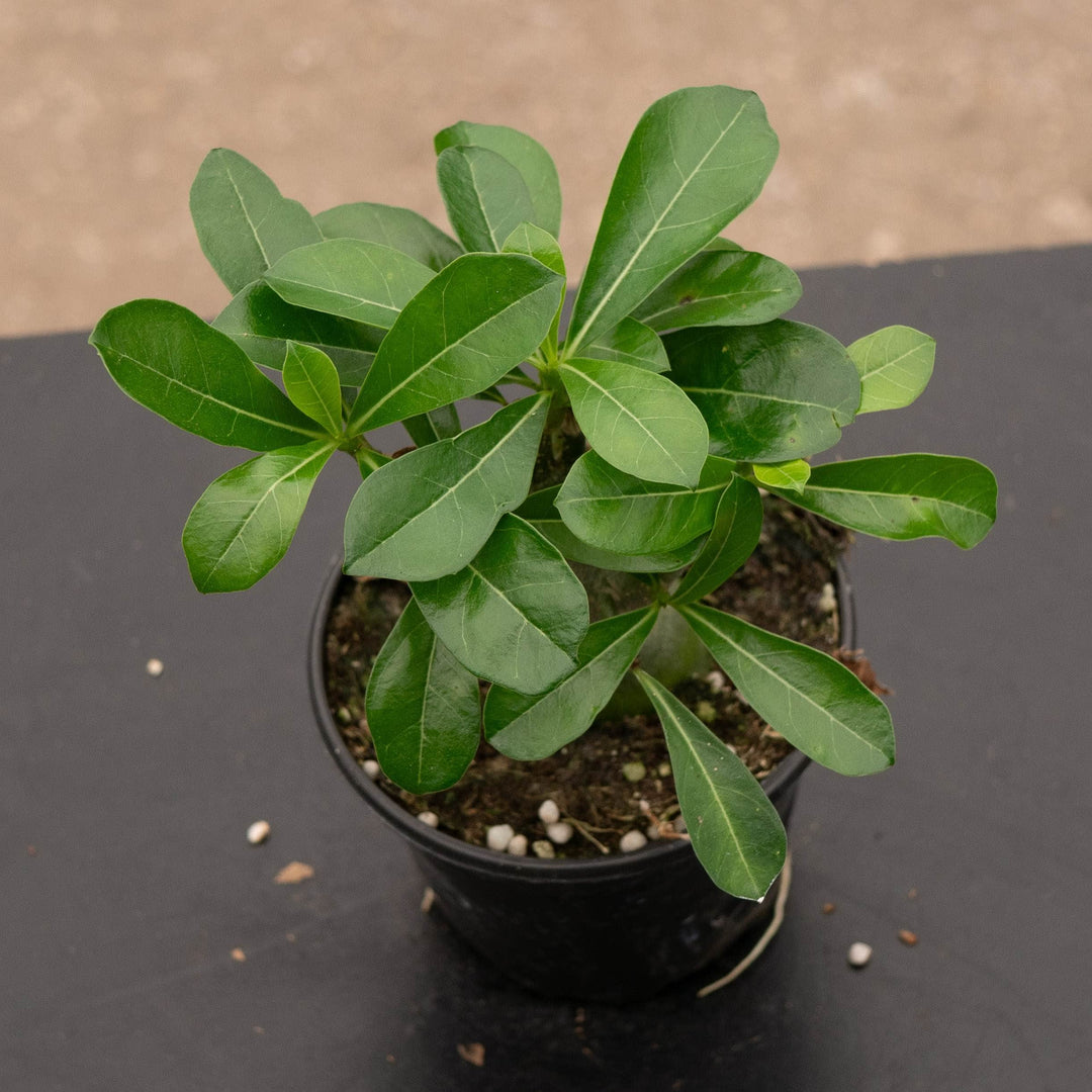 Gabriella Plants Adenium 4" Adenium obesum Growers Choice "Desert Rose"