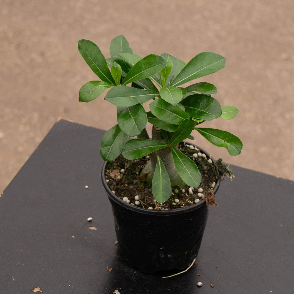Gabriella Plants Adenium 4" Adenium obesum Growers Choice "Desert Rose"