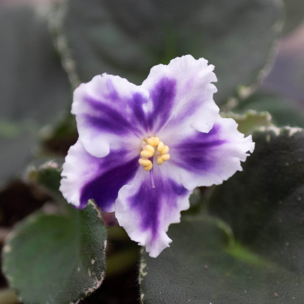 Gabriella Plants Other 4" African Violet Grower's Choice