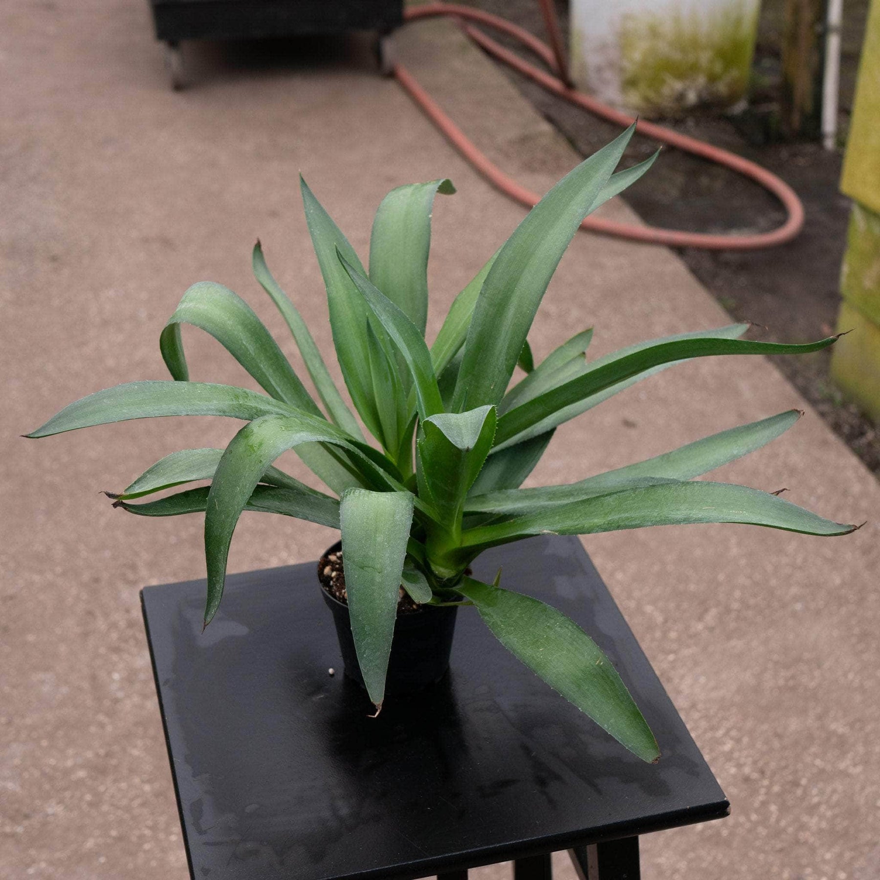 agave house plant Agave americana