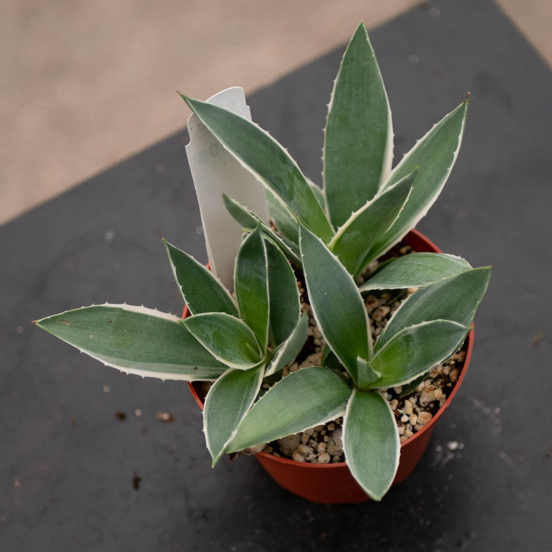Gabriella Plants Agave 4" Agave variegated NOID