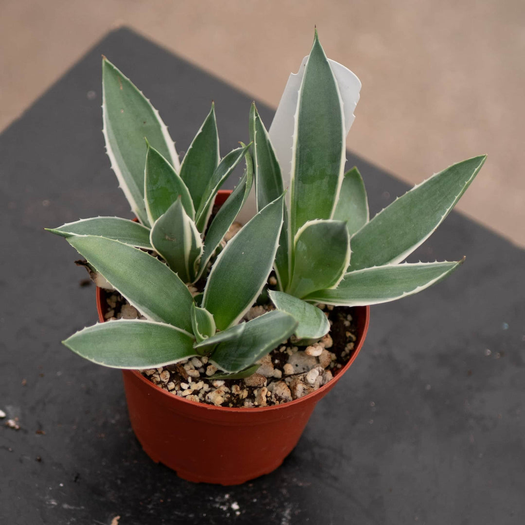 Gabriella Plants Agave 4" Agave variegated NOID