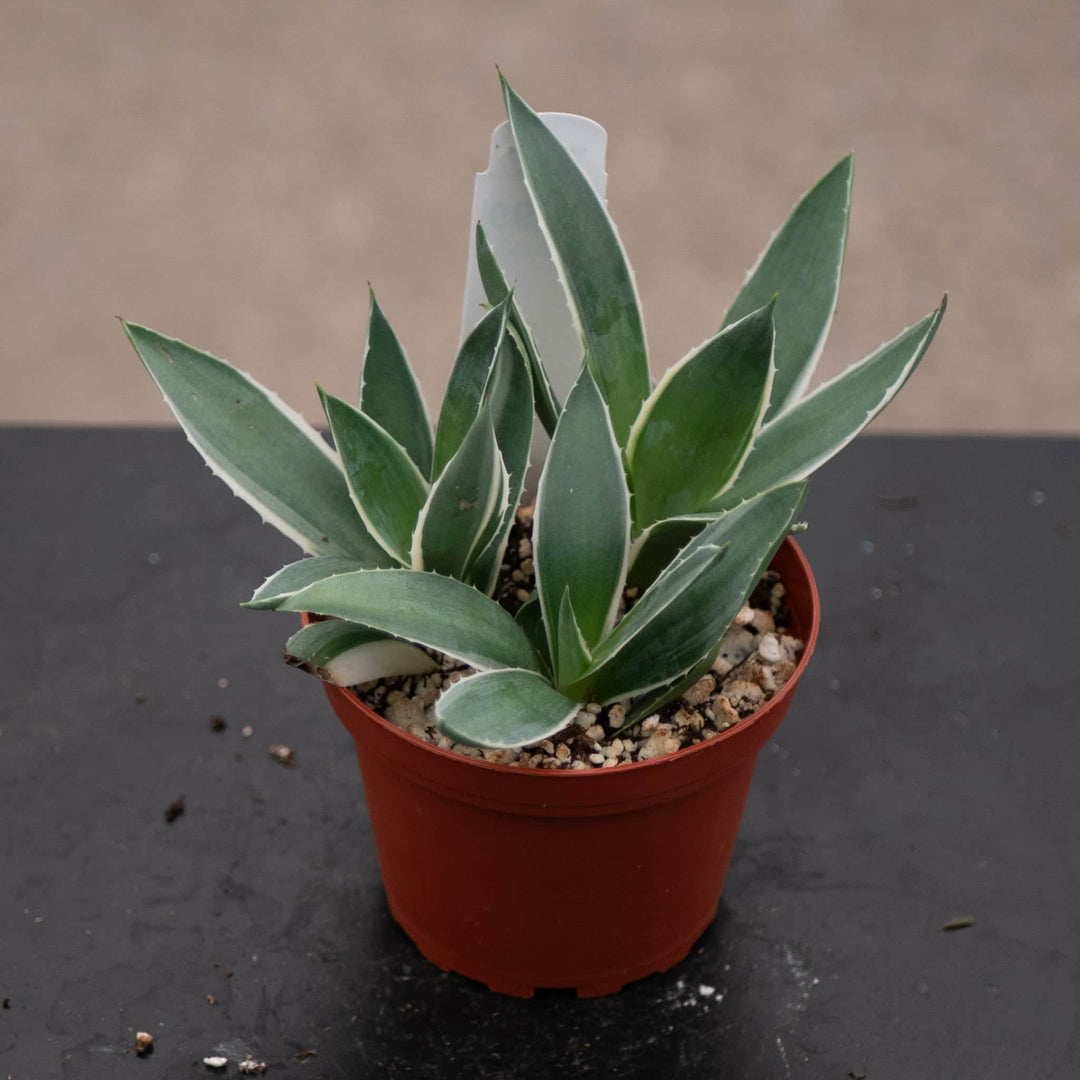 agave house plant Agave variegated “Ewa”