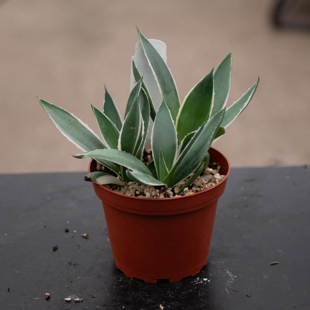 Gabriella Plants Agave 4" Agave variegated NOID