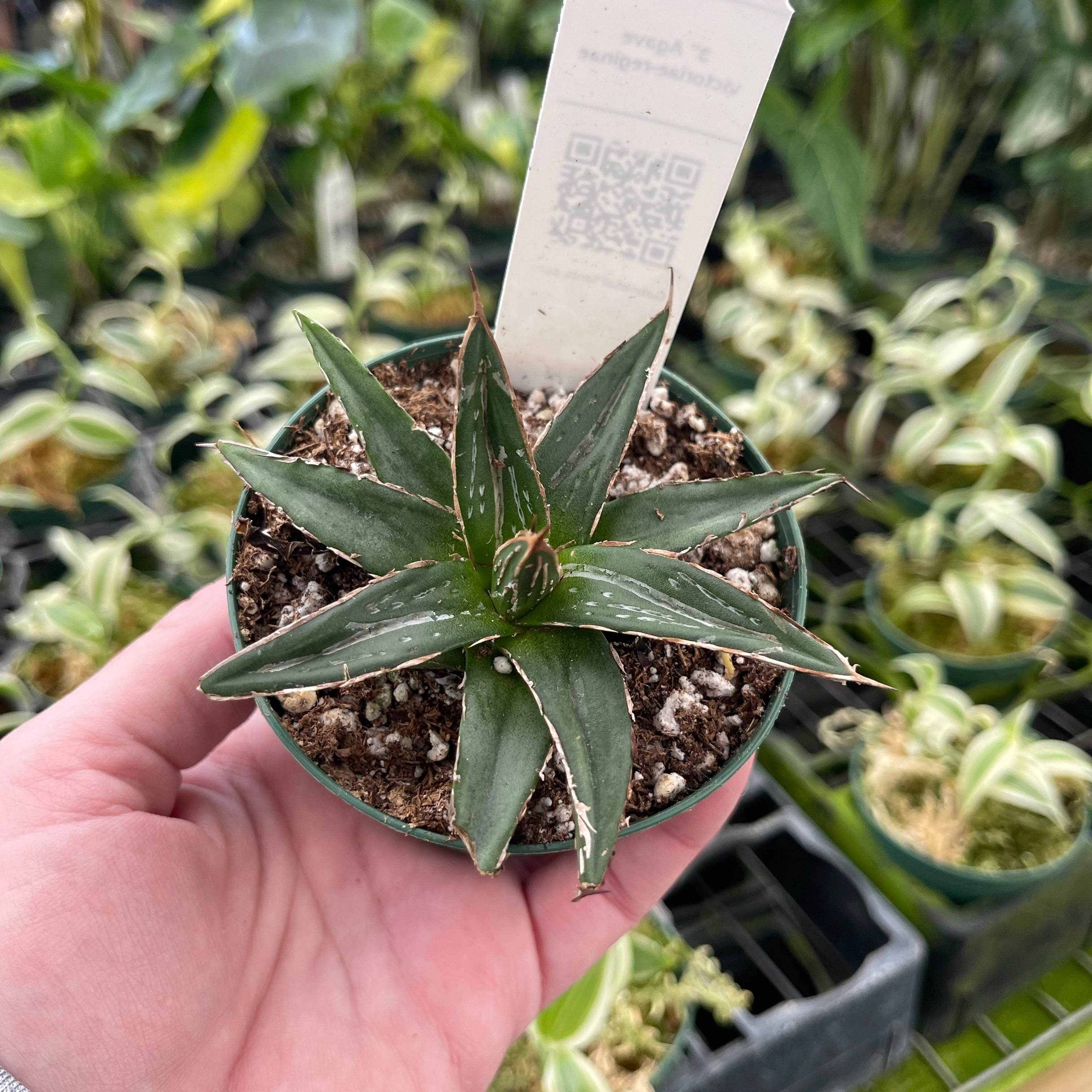 Agave victoriae-reginae - Gabriella Plants