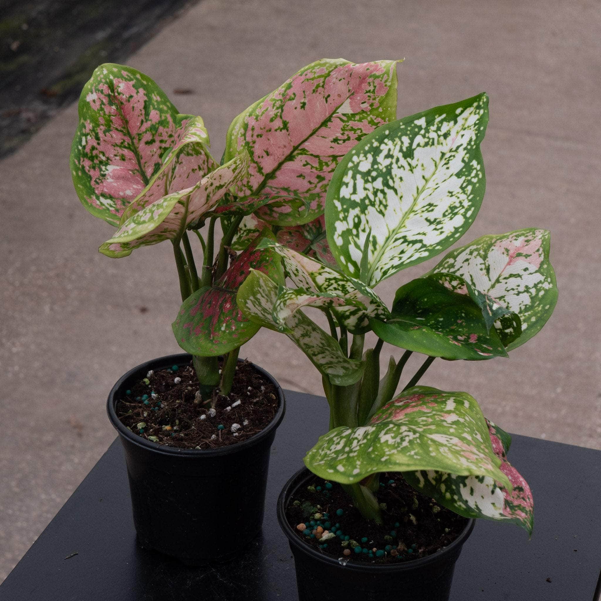 Aglaonema 'Anyamanee Tricolor' - Gabriella Plants