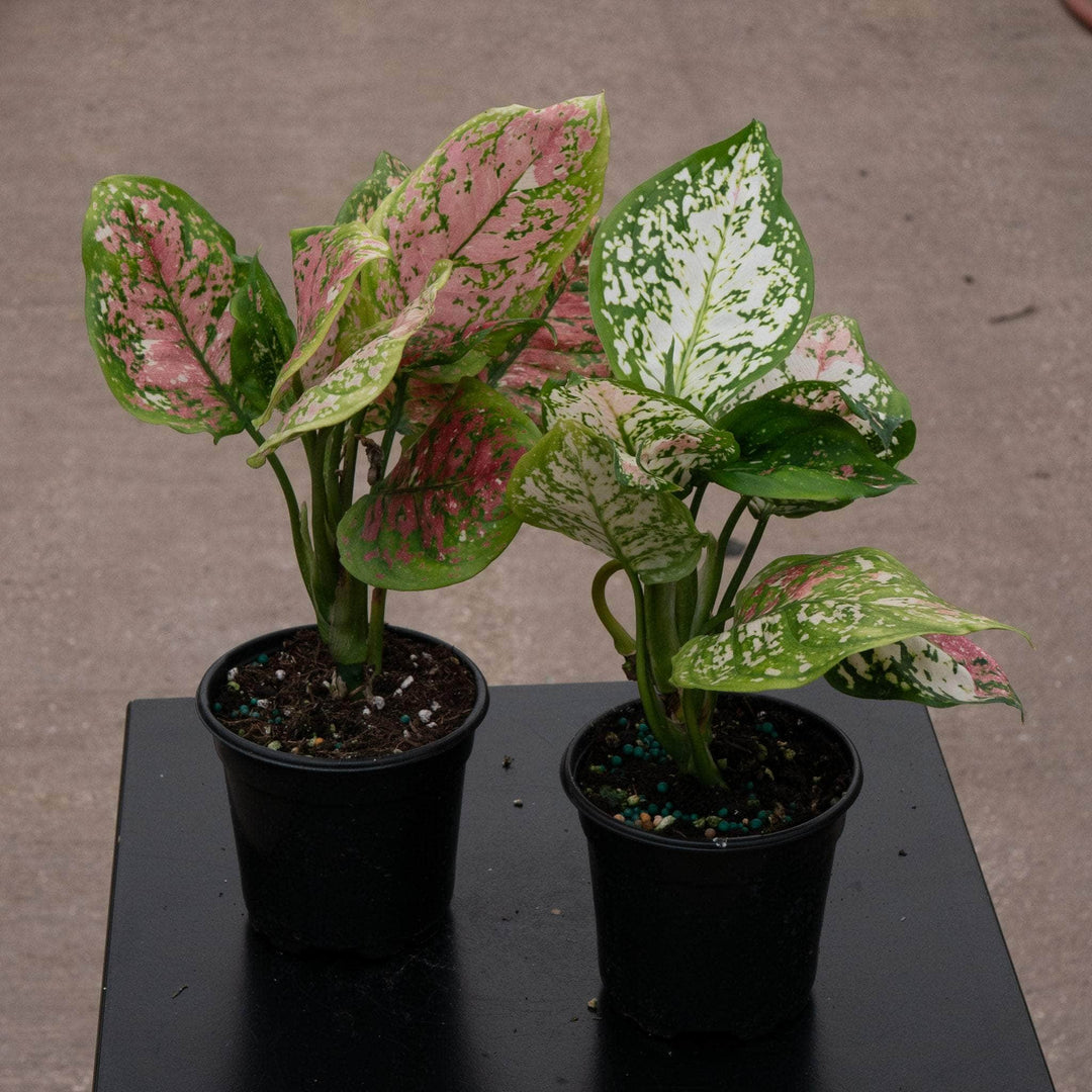 aglaonema splash anyamanee 3 color Aglaonema 'Anyamanee Tricolor'