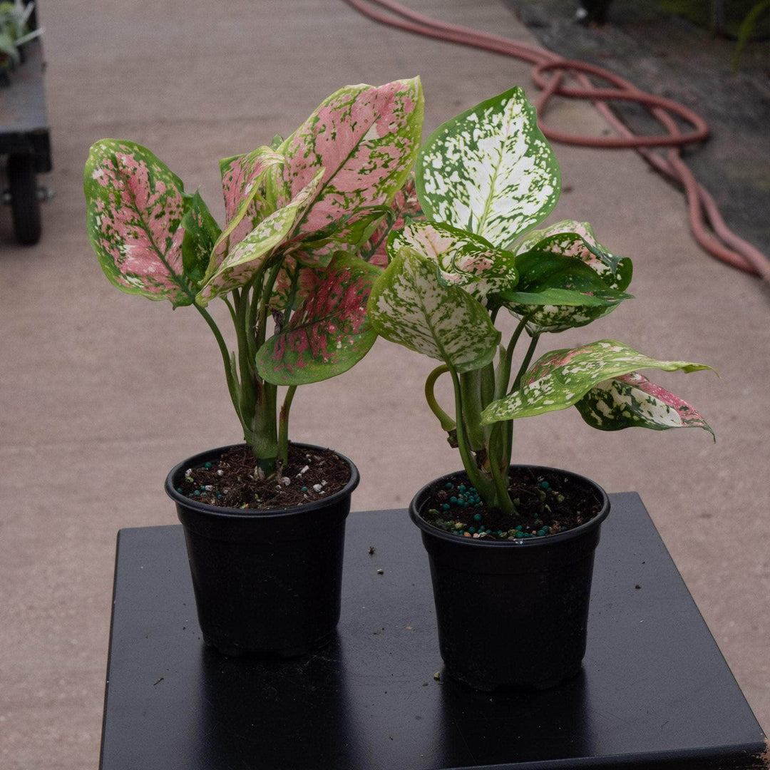 pink aglaonema anyamanee Aglaonema 'Anyamanee Tricolor'