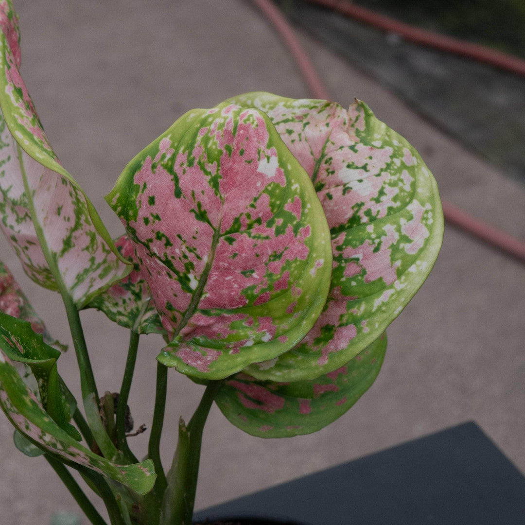 aglaonema splash anyamanee 3 color Aglaonema 'Anyamanee Tricolor'