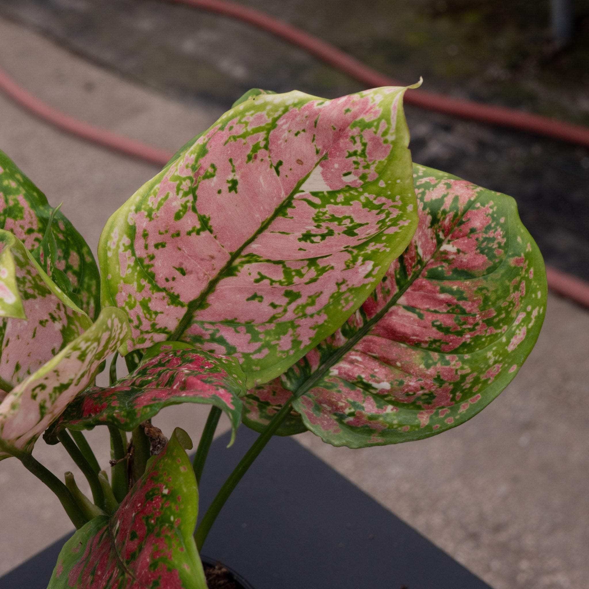 Aglaonema 'Anyamanee Tricolor' - Gabriella Plants