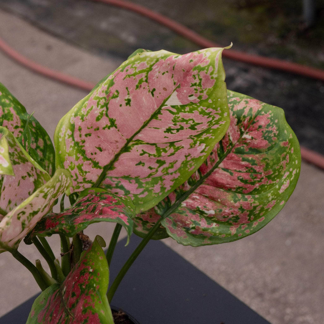 aglaonema pink tricolor Aglaonema 'Anyamanee Tricolor'