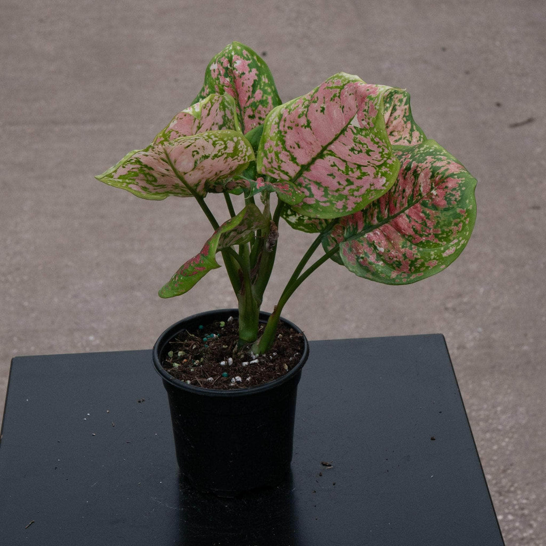 aglaonema arten Aglaonema 'Anyamanee Tricolor'