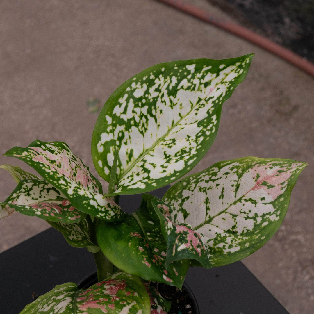 aglaonema anyamanee pets Aglaonema 'Anyamanee Tricolor'
