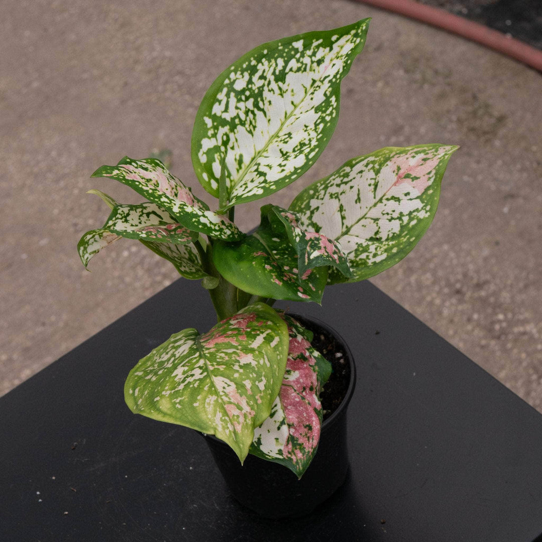 aglaonema tricolor echo Aglaonema 'Anyamanee Tricolor'