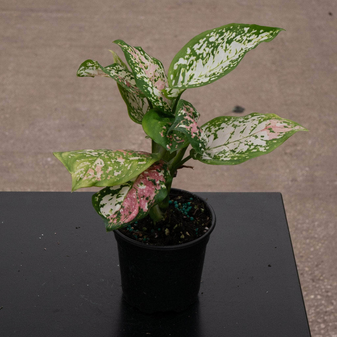 aglaonema splash anyamanee 3 color Aglaonema 'Anyamanee Tricolor'