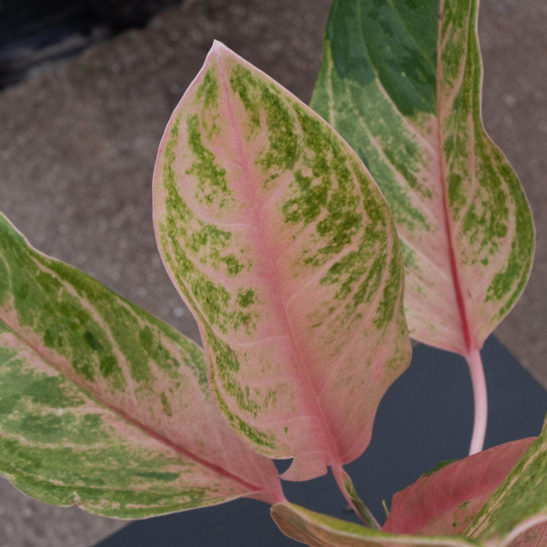 aglaonema tiger Aglaonema 'Baby Tiger'
