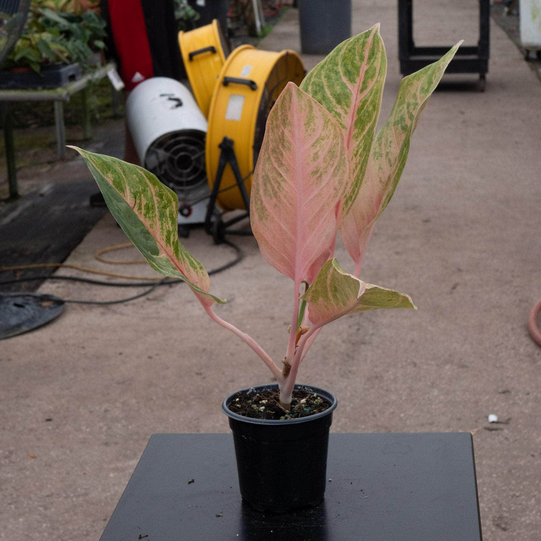 aglaonema seedlings Aglaonema 'Baby Tiger'