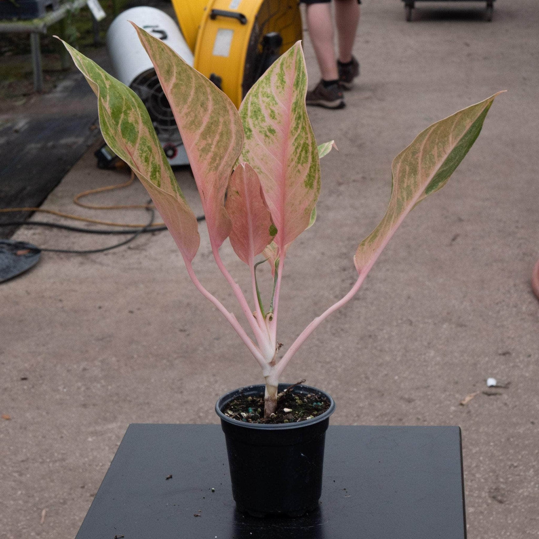 aglaonema stripes price Aglaonema 'Baby Tiger'