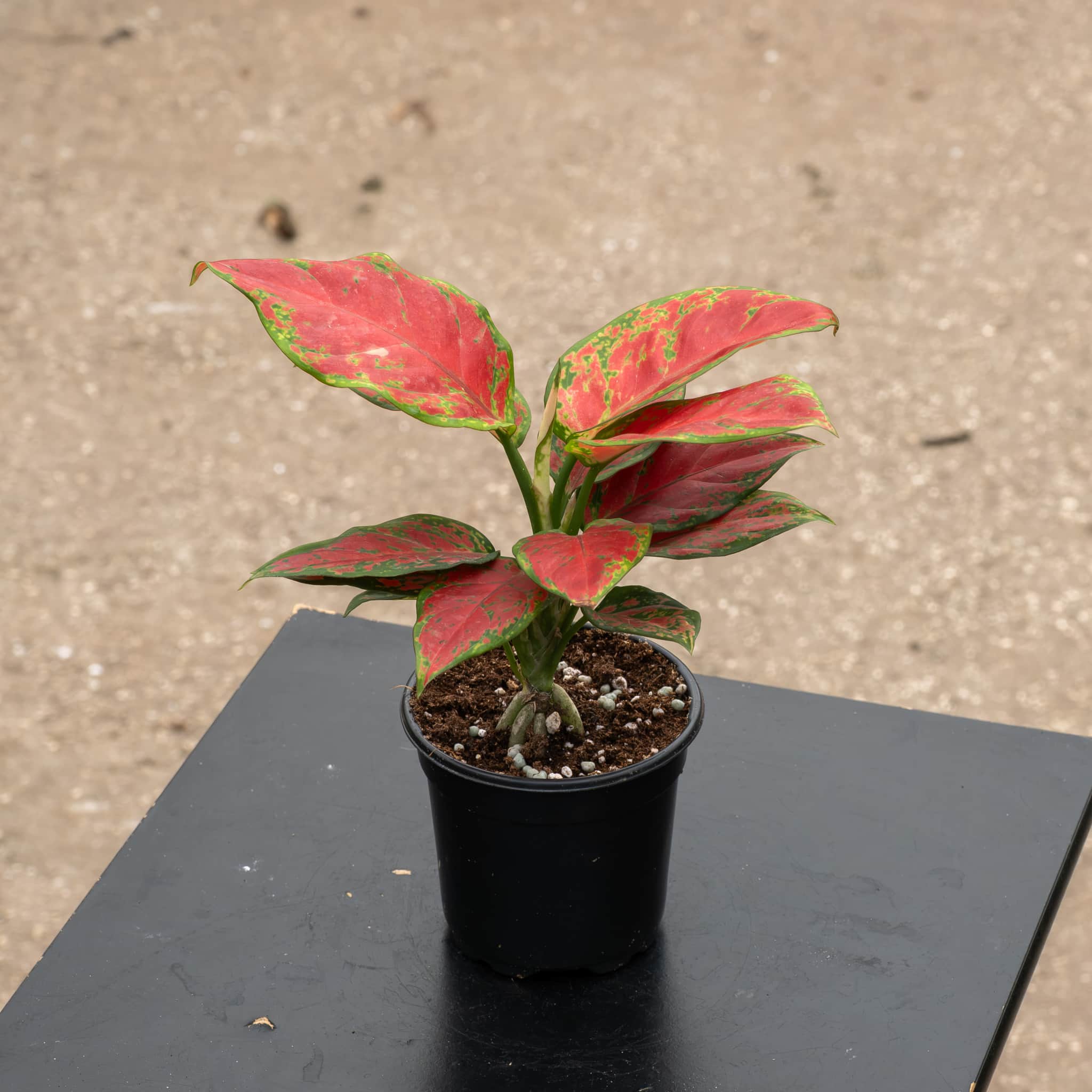 Aglaonema 'Black Maroon' – Gabriella Plants