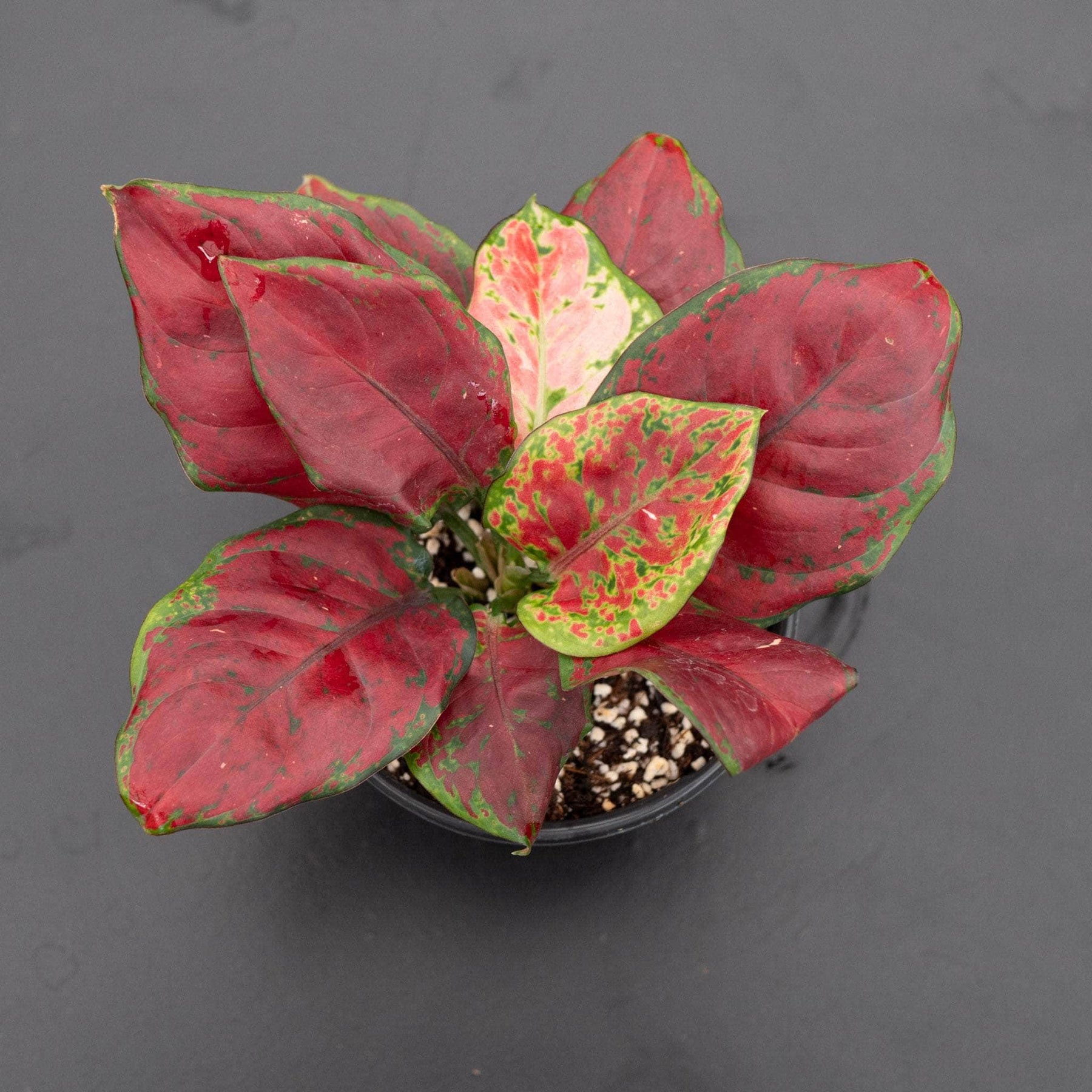 aglaonema dark green leaves Aglaonema 'Black Maroon'