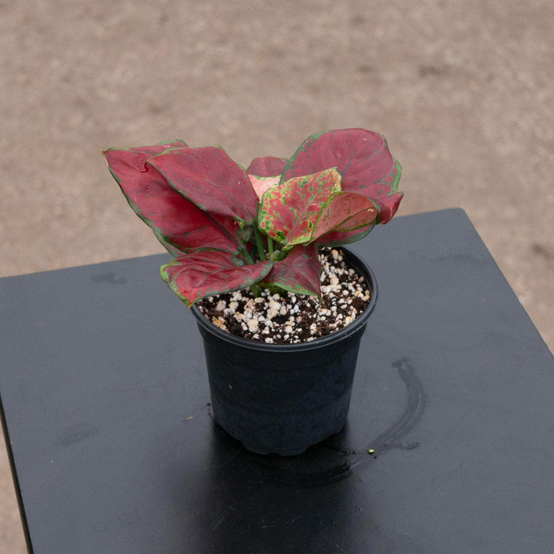 aglaonema morada Aglaonema 'Black Maroon'