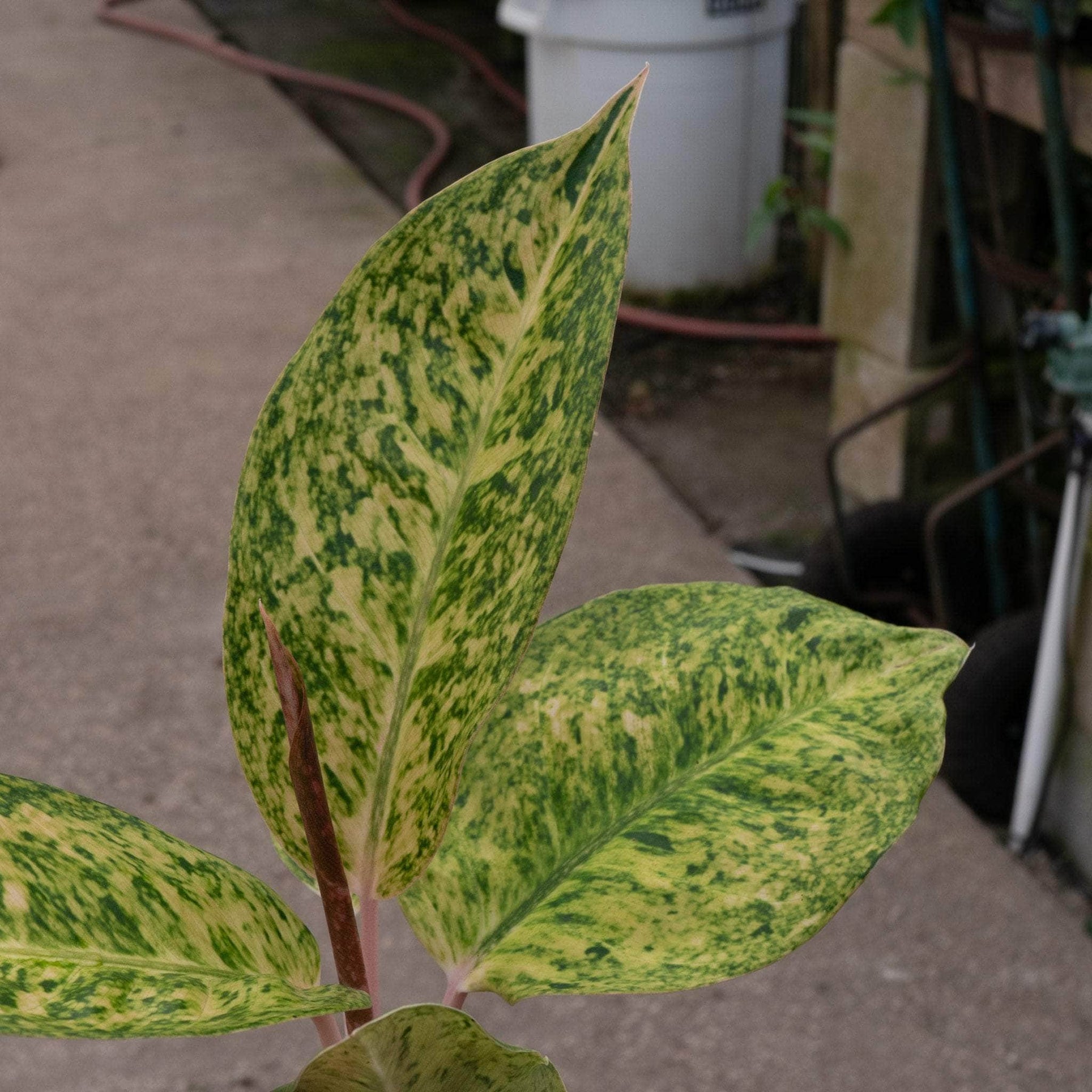 aglaonema black Aglaonema 'Black Pink'