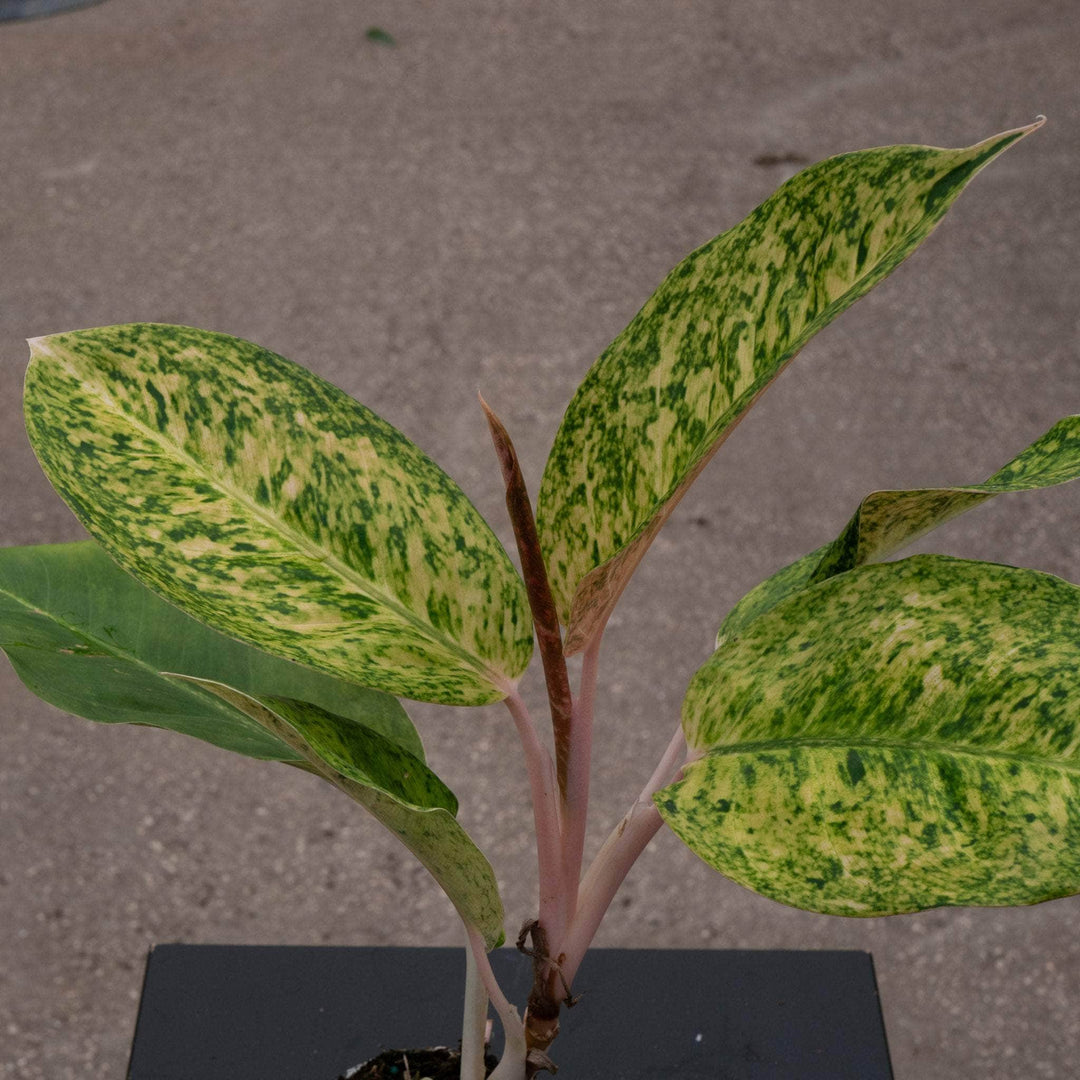 aglaonema nega Aglaonema 'Black Pink'