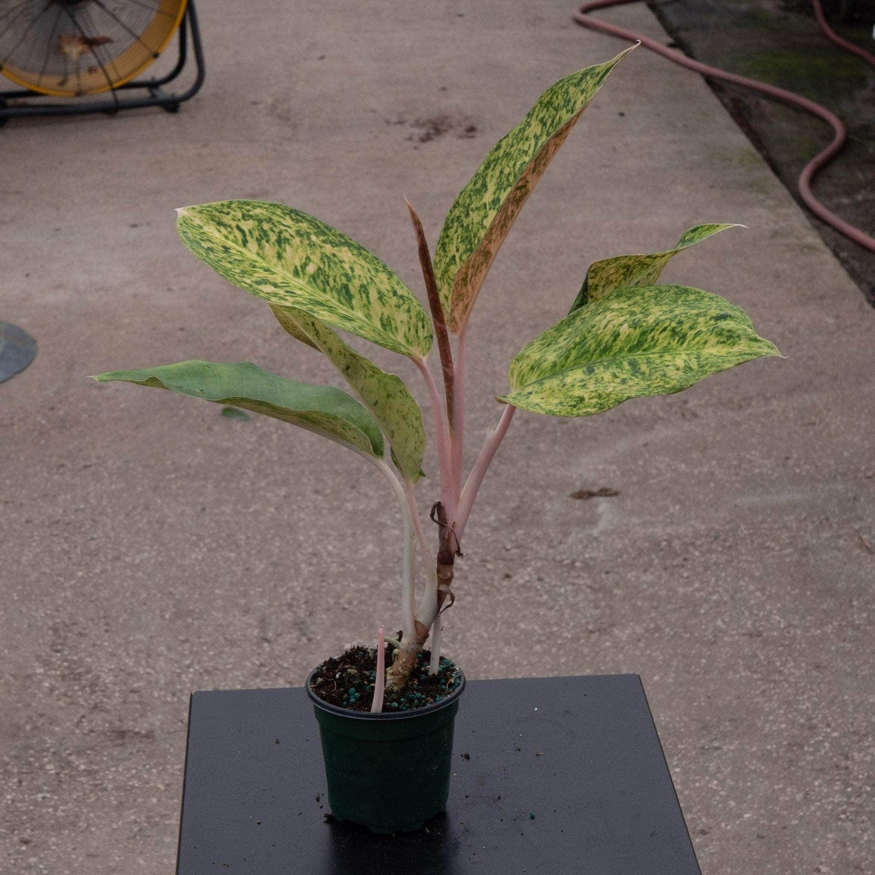 black aglaonema Aglaonema 'Black Pink'