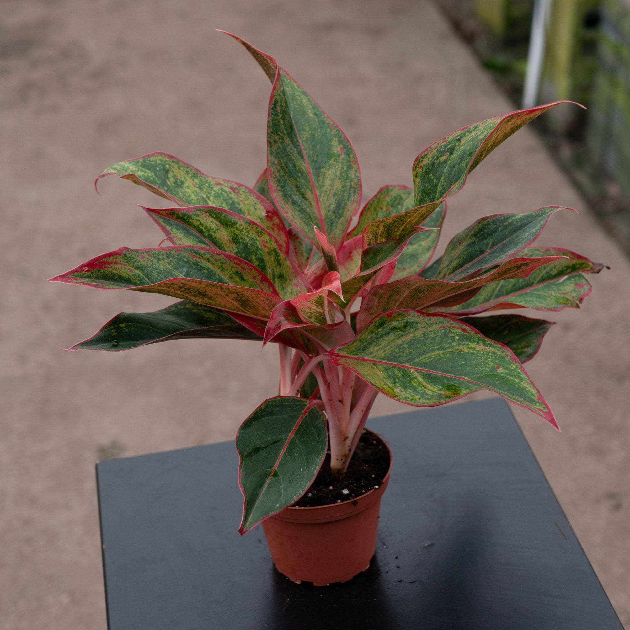 vigoro aglaonema Aglaonema 'Creta'