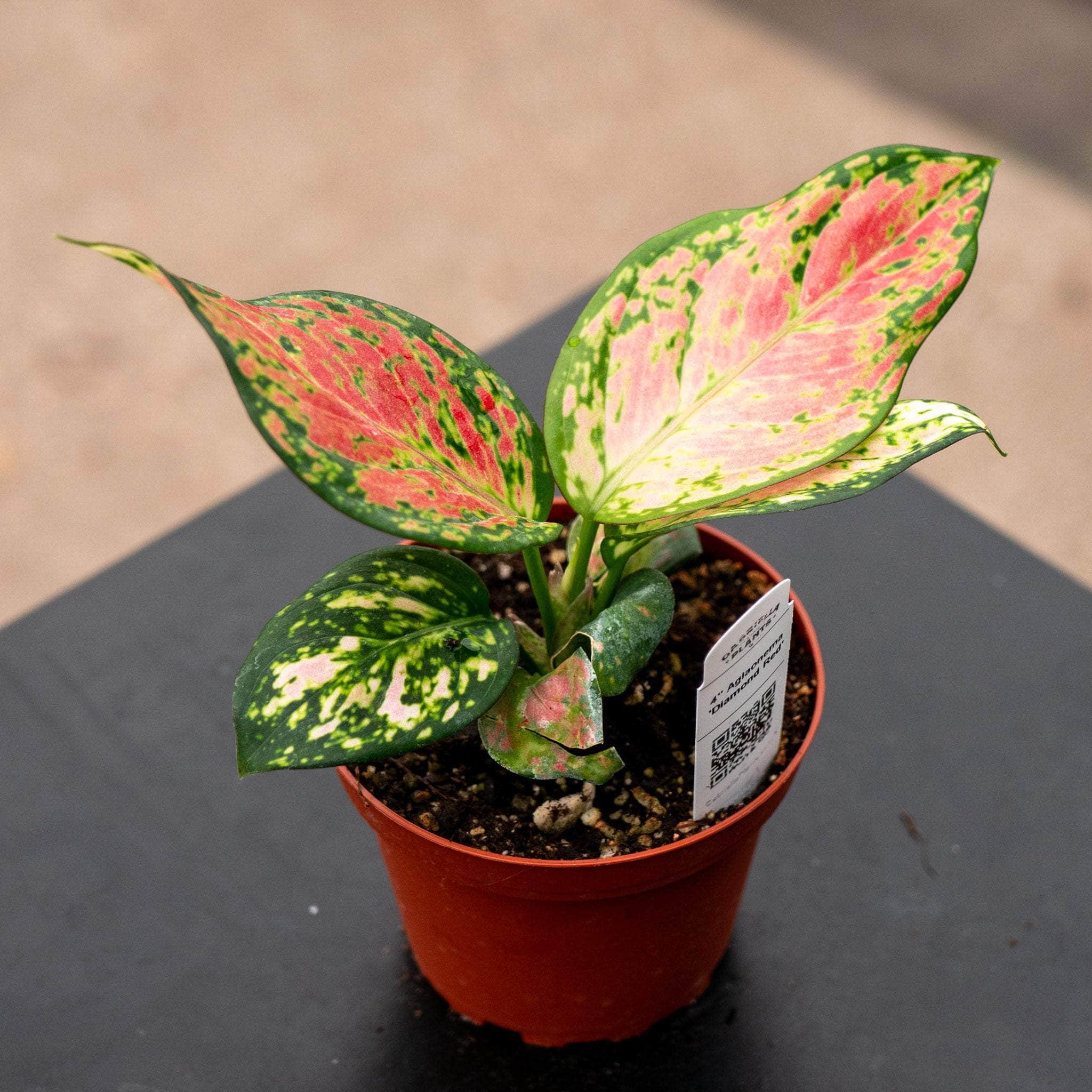 aglaonema diamond red Aglaonema 'Diamond Red'