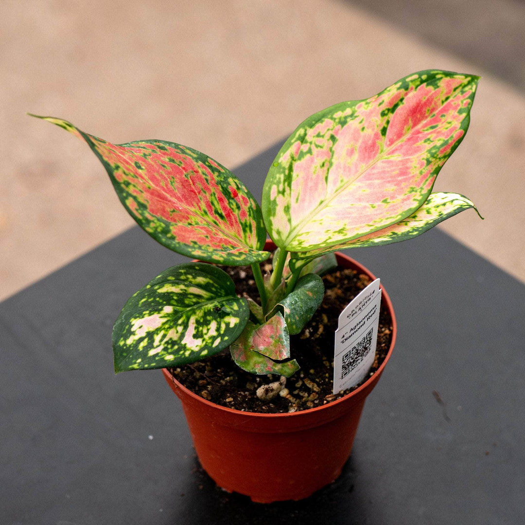 plant red aglaonema Aglaonema 'Diamond Red'