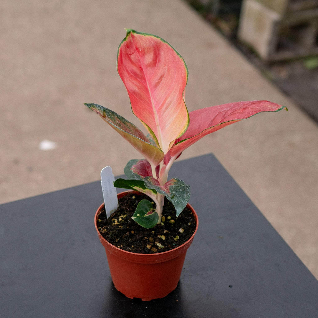 aglaonema india Aglaonema 'Eastern Red'