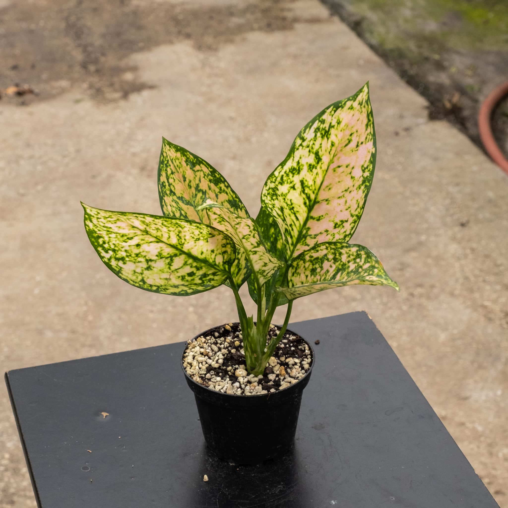 aglaonema rose Aglaonema 'Etta Rose'