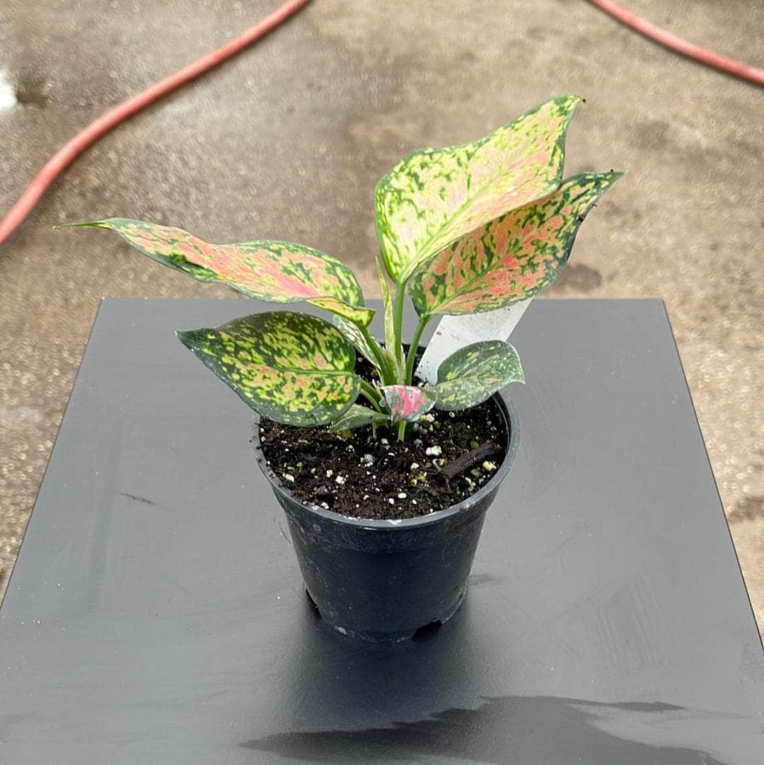 aglaonema lady valentine favonian Aglaonema 'Favonian'