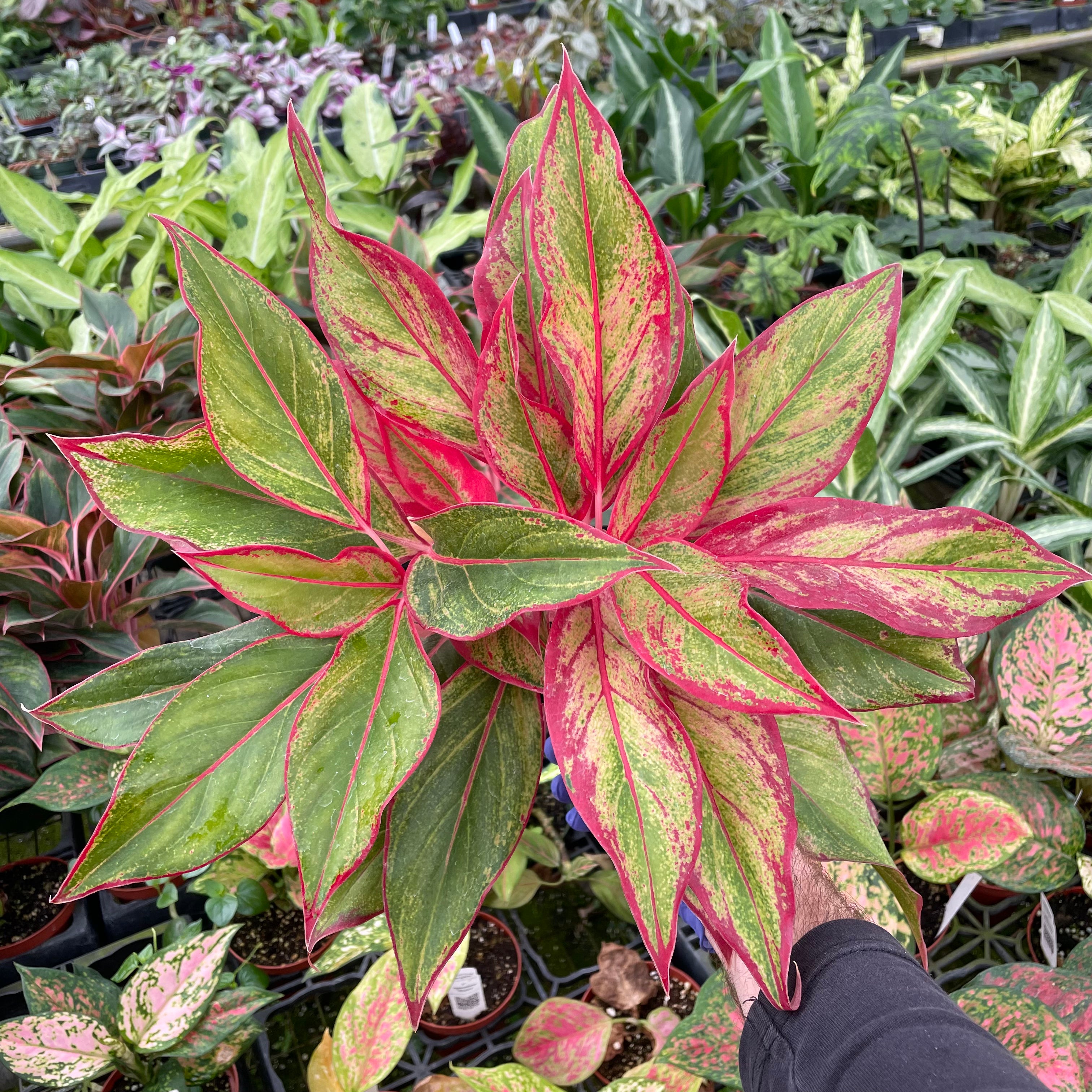 aglaonema garden Aglaonema 'Firecracker'