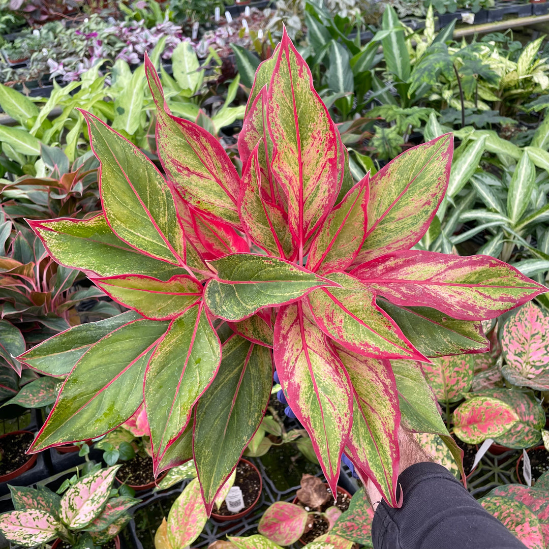 aglaonema fire Aglaonema 'Firecracker'