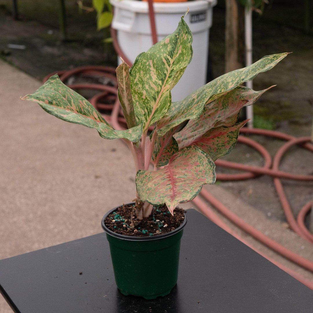 aglaonema 'favonian' Aglaonema 'Fortune'