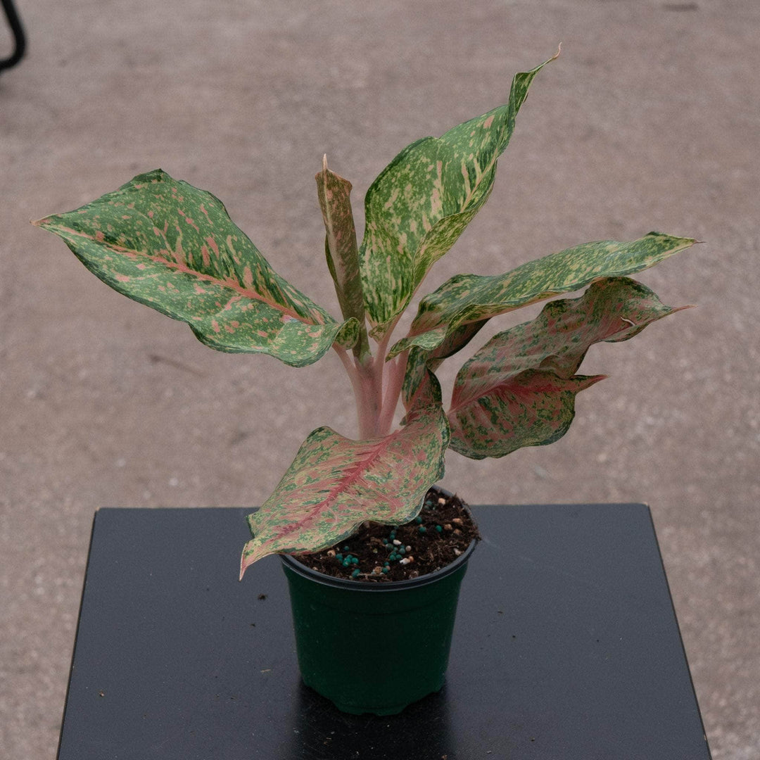 aglaonema harlequin for sale Aglaonema 'Fortune'