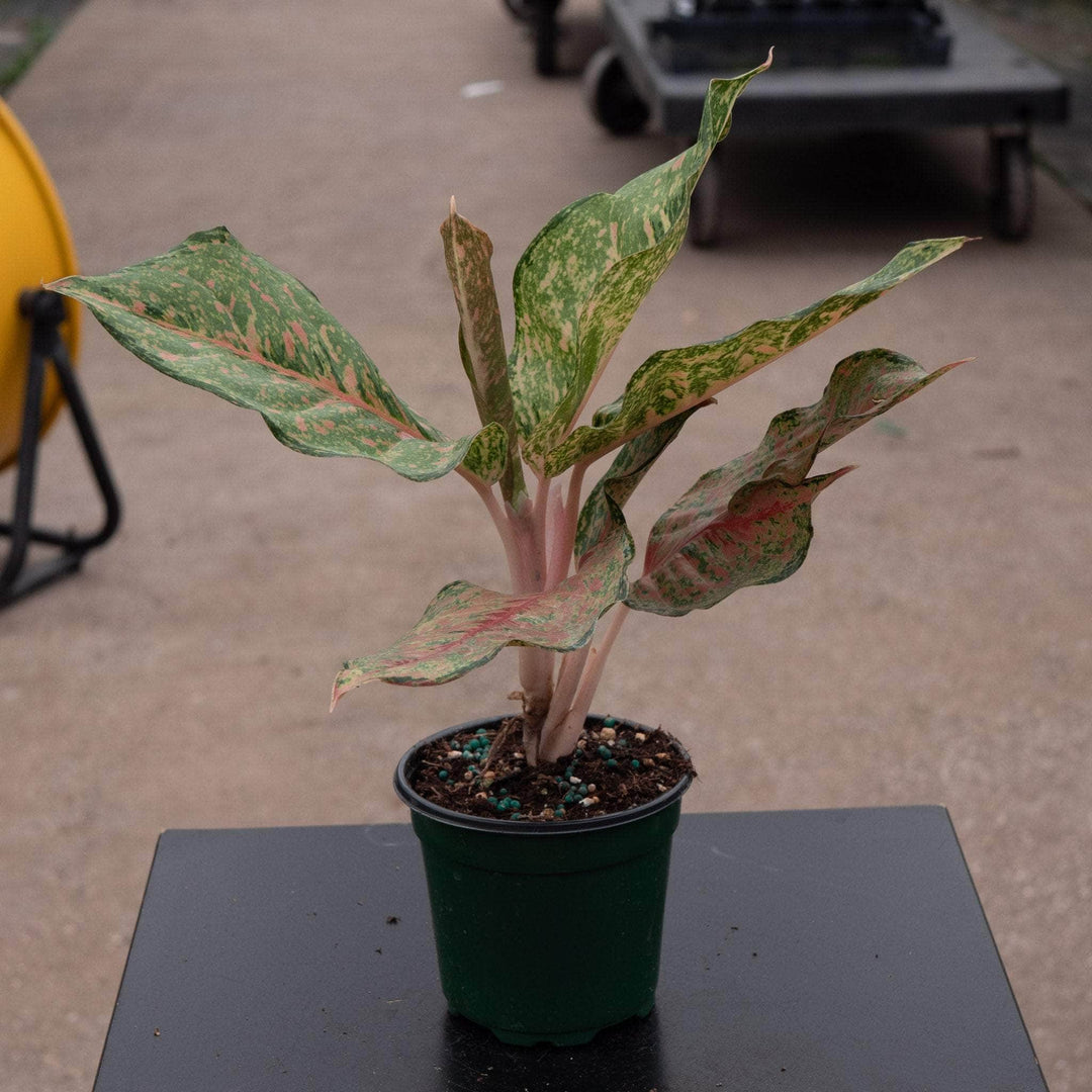 aglaonema pink gem Aglaonema 'Fortune'
