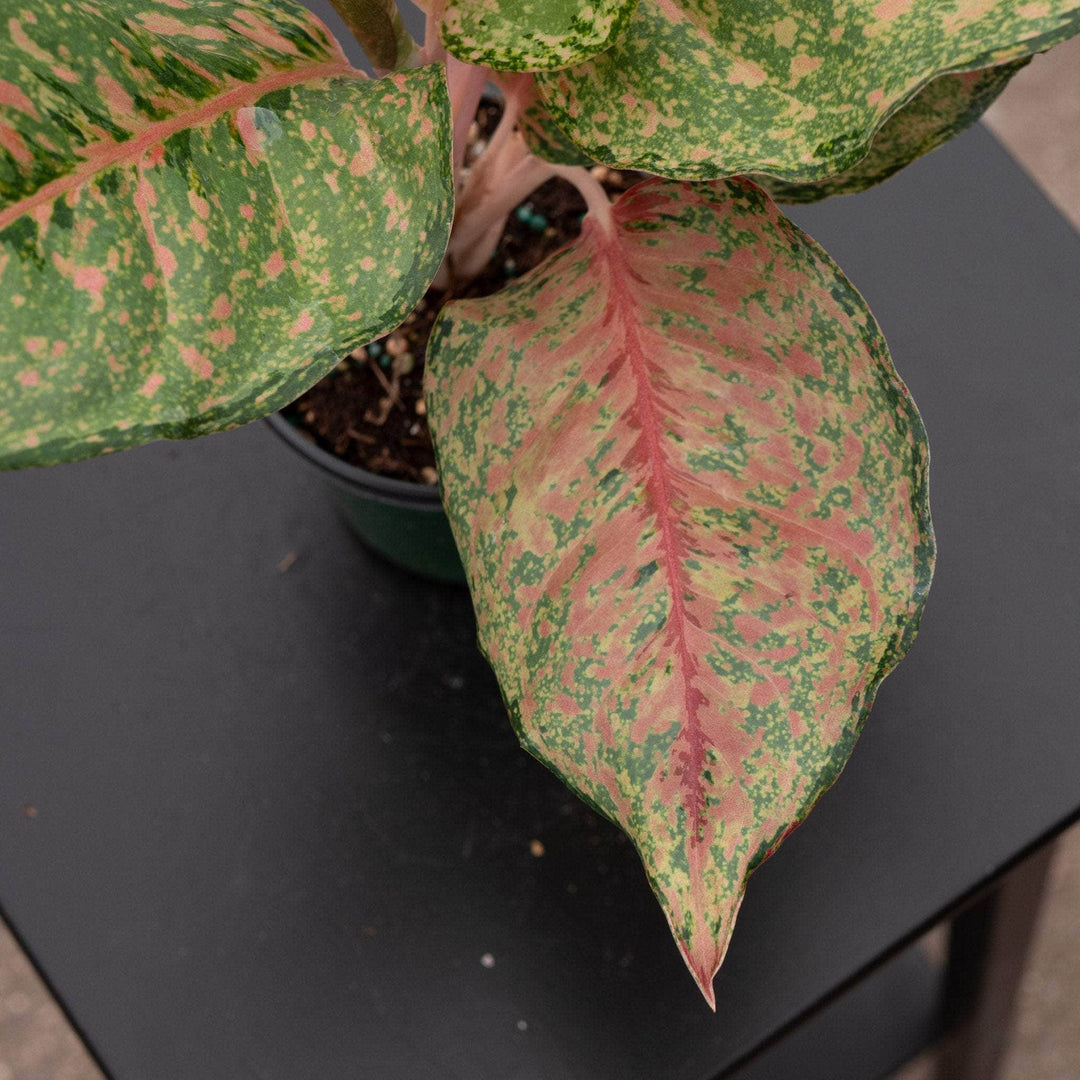aglaonema 'favonian' Aglaonema 'Fortune'