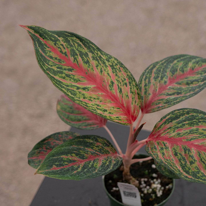 Gabriella Plants Aglaonema 4" Aglaonema 'Garnet Coltrane'