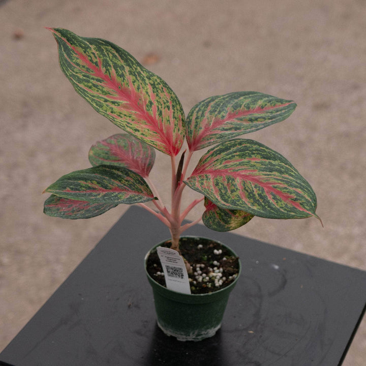 Gabriella Plants Aglaonema 4" Aglaonema 'Garnet Coltrane'