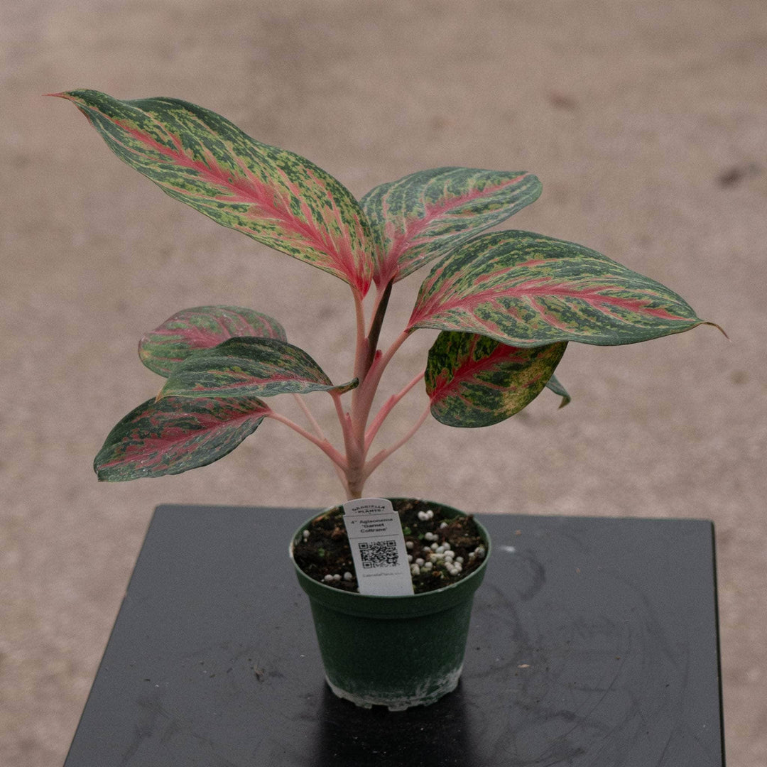 Gabriella Plants Aglaonema 4" Aglaonema 'Garnet Coltrane'
