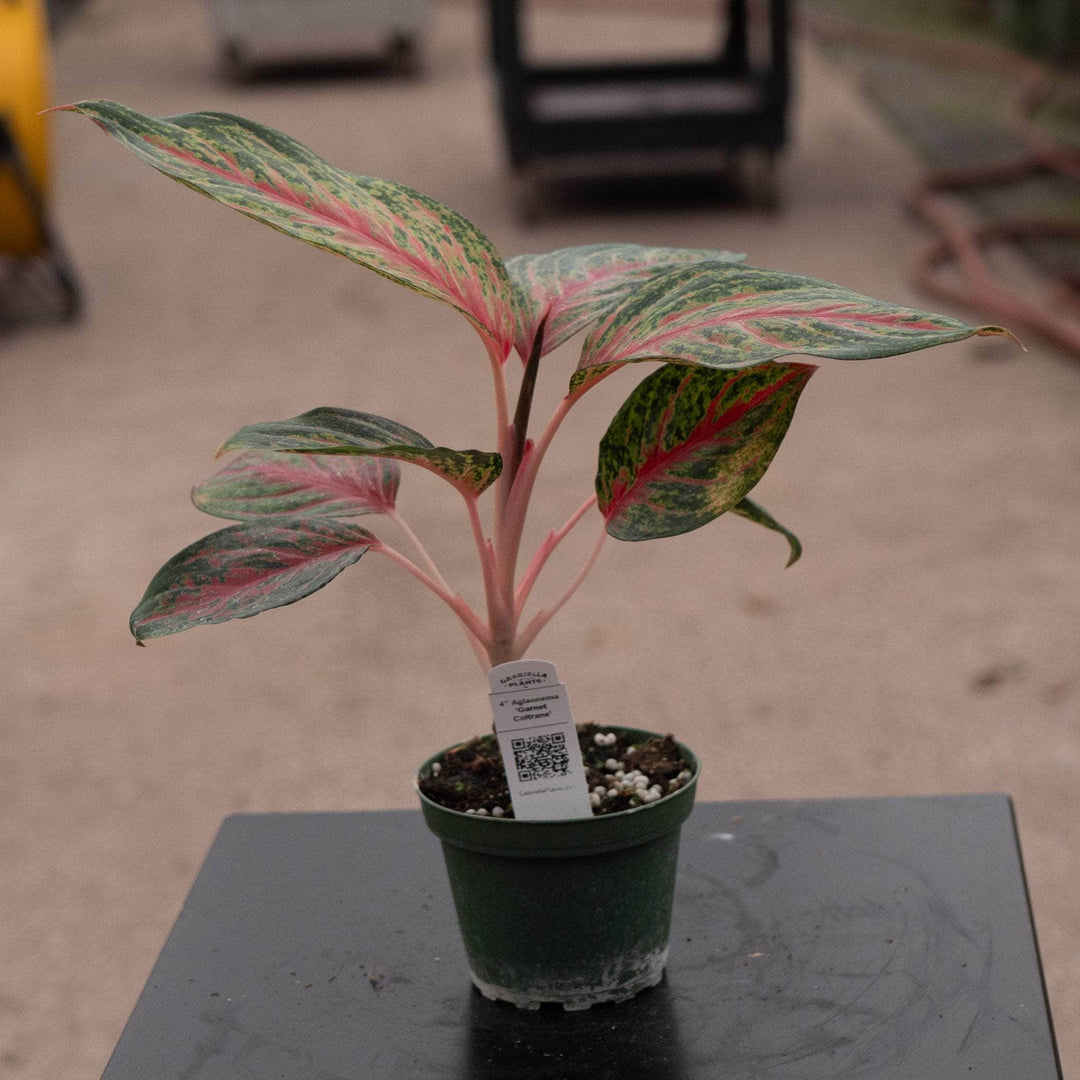 Gabriella Plants Aglaonema 4" Aglaonema 'Garnet Coltrane'