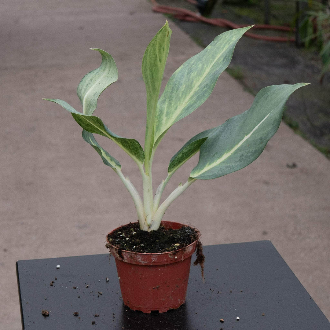 aglaonema florida Aglaonema 'Ghost'