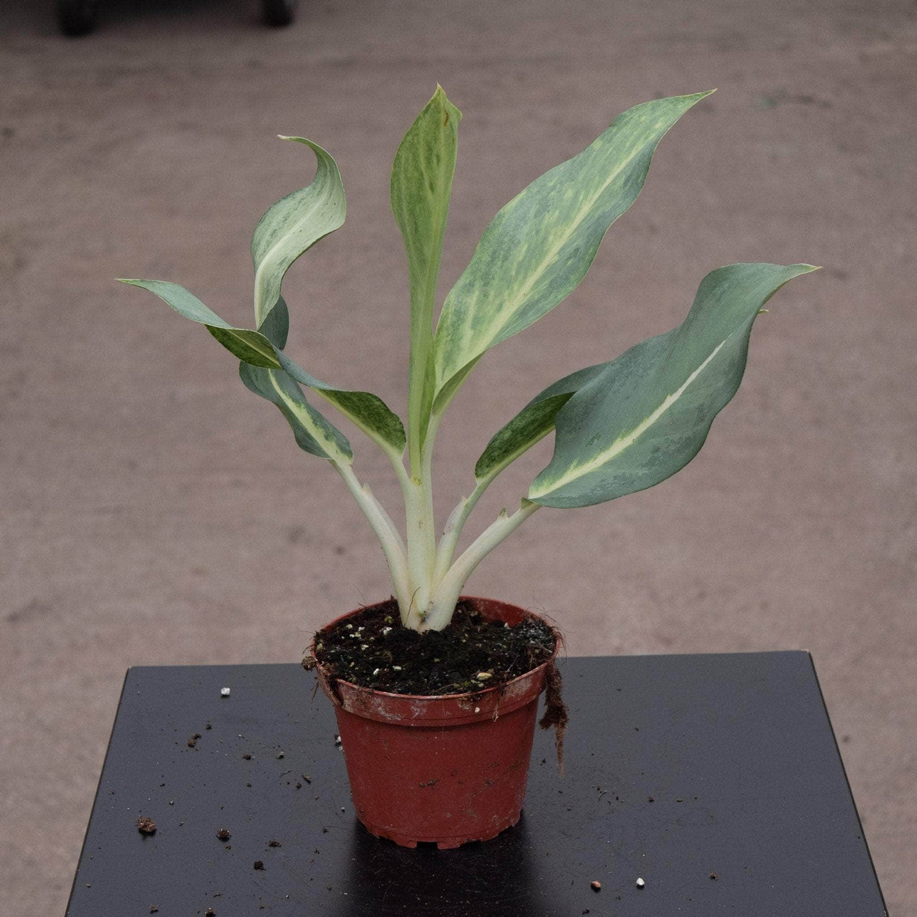 ghost aglaonema Aglaonema 'Ghost'