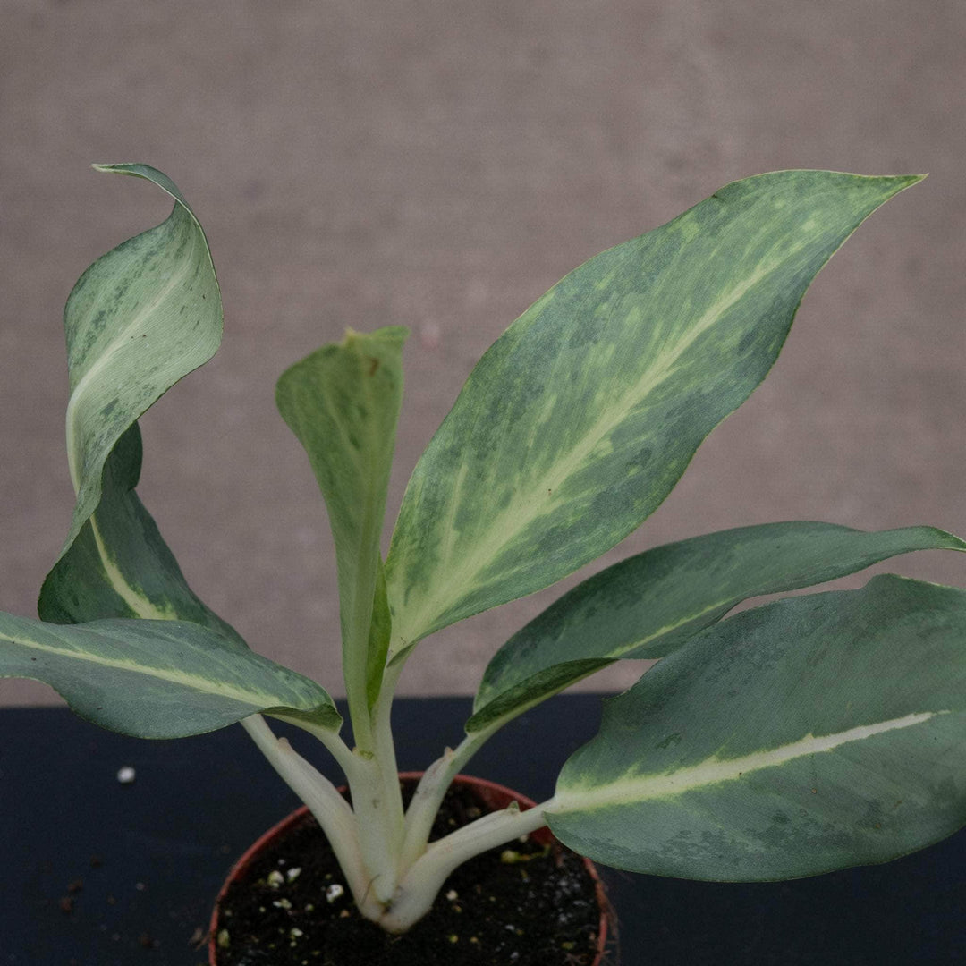 aglaonema ghost frosted Aglaonema 'Ghost'
